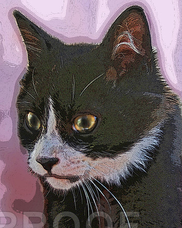 Timid
