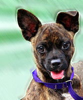Brindle Puppy 056