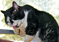 Paw Licker