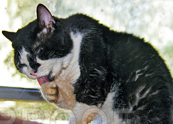 Paw Licker