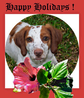 Happy Holidays