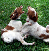 Duet