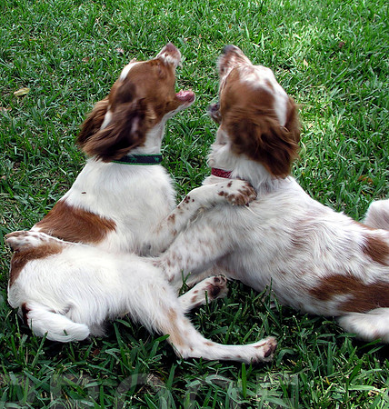 Duet