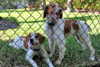 fenced yard 021