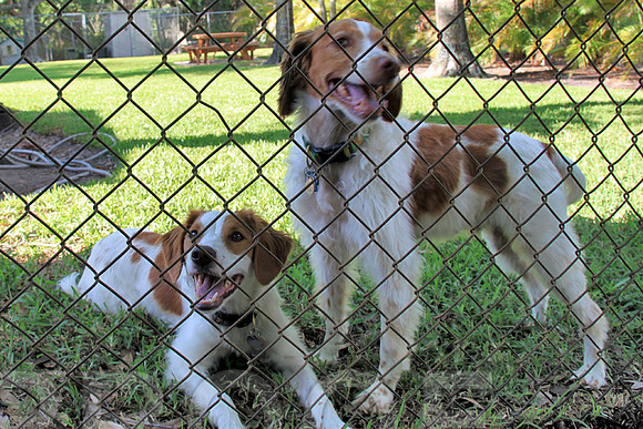 fenced yard 021