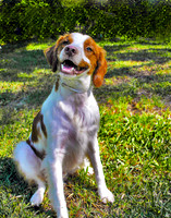Rescued Brittany