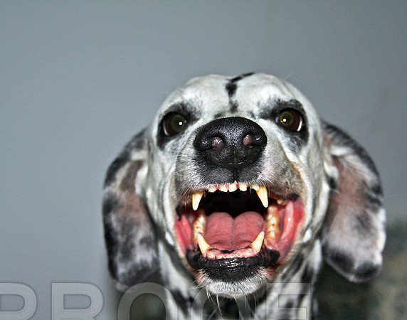 Scary Holloweenie