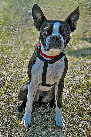 Boston Terrier pe 066