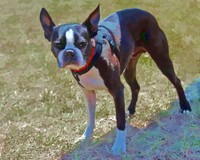 boston terrier  wc 063