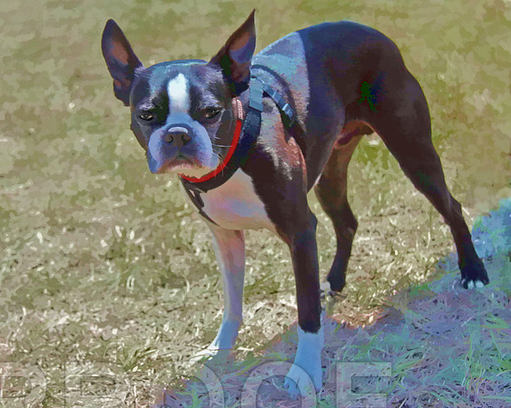 boston terrier  wc 063