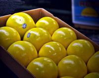 Grapefruit Carton 024