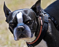 Boston Terrier 065