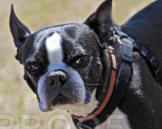 Boston Terrier 065