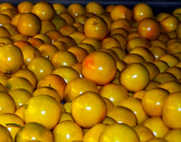 Grapefruit dn 101