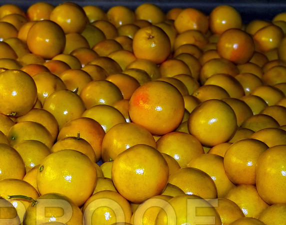 Grapefruit  dn 101