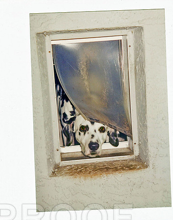 Lookin-out Doggie Door