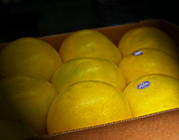 Grapefruit 017
