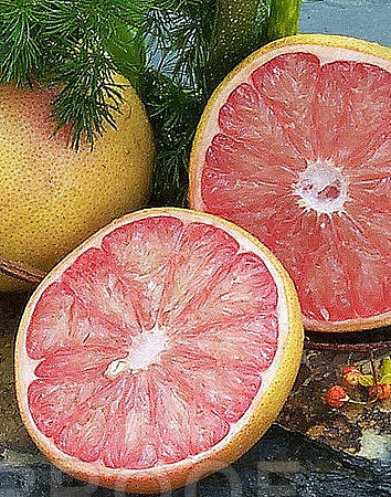 Citrus sliced 2