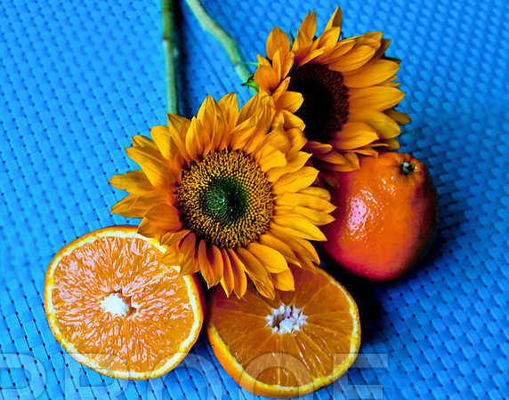 honeybells and flowers 3841