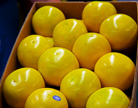Grapefruit Carton 038