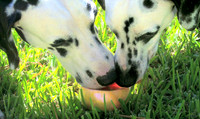 Grapefruit Sharing
