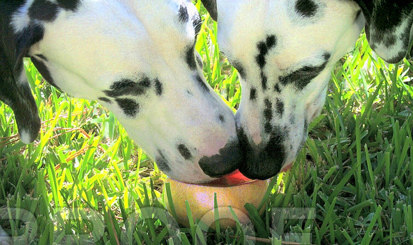 Grapefruit Sharing
