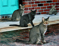 Amelia Street Cats