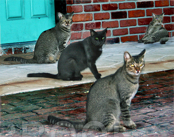 Amelia Street Cats