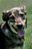 Shepard Mix
