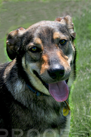 Shepard Mix