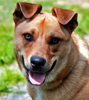 Rescued Mix 752