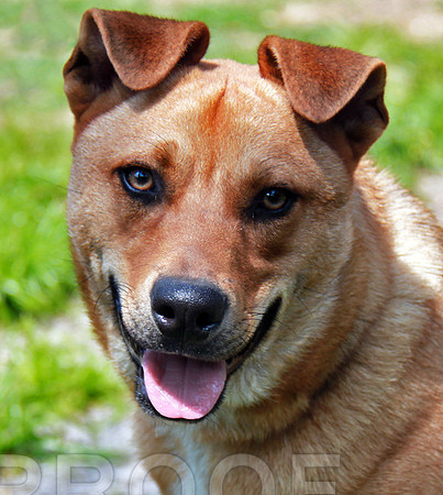 Rescued Mix 752