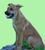 German Shep Mix