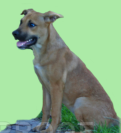 German Shep Mix