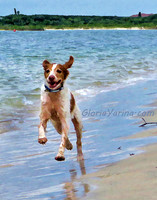 Sonny on beach, Brittany