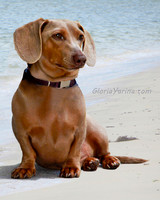 Doxie on the Beach