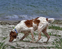 Sonny at beach 0347, Brittany