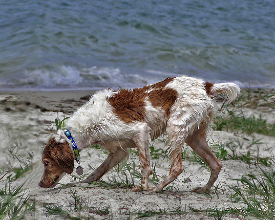Sonny at beach 0347, Brittany