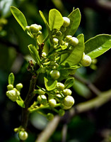 Bud 343