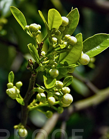 Bud 343