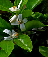 Flower 2191