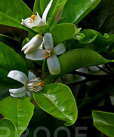 Flower 2191