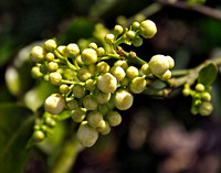 Bud 357