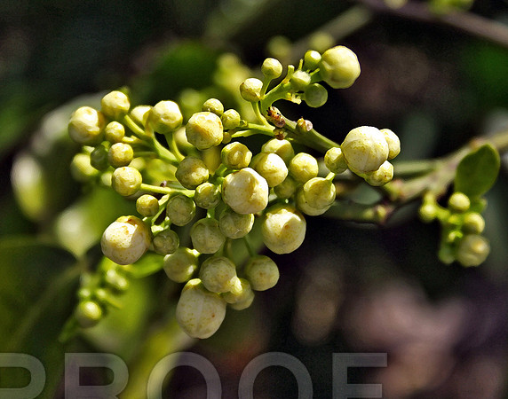 Bud 357