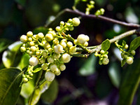 Bud 342