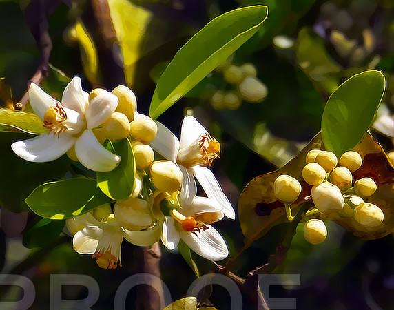 Bud 375