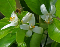 Bud_2190
