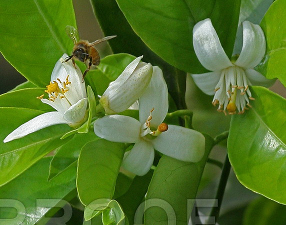 Bud_2190