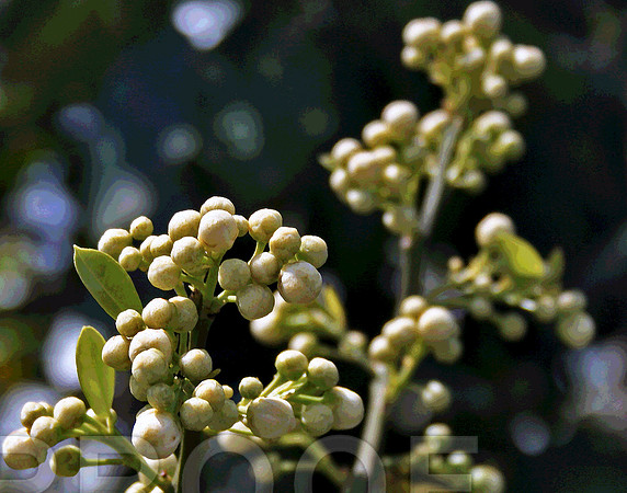 Bud  353