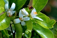 Citrus Buds
